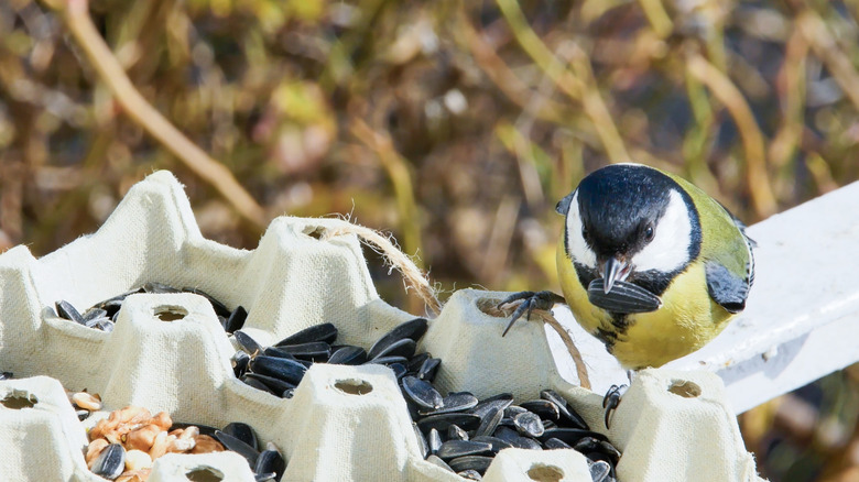 Close up of bird eating sunflower seeds