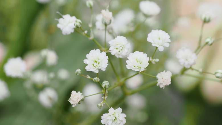 A close-up image of white baby's breath flowers against a blurry garden background