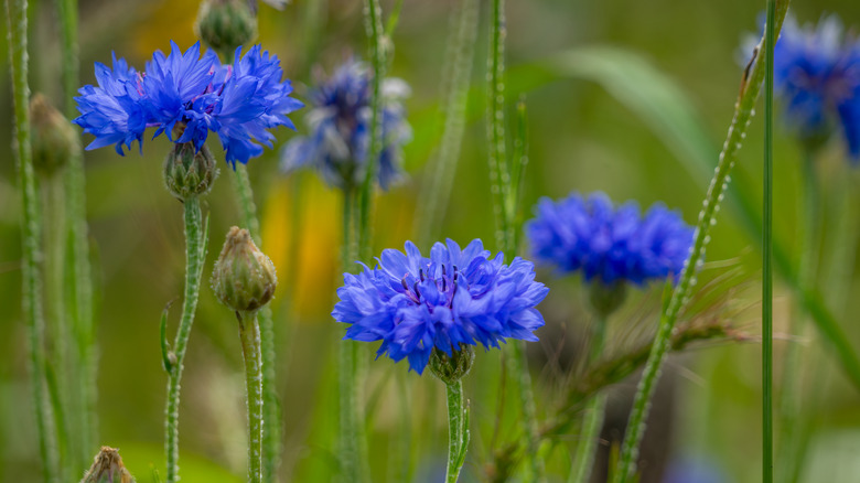 Close-up of blue bachelor's buttons against a blurry green background