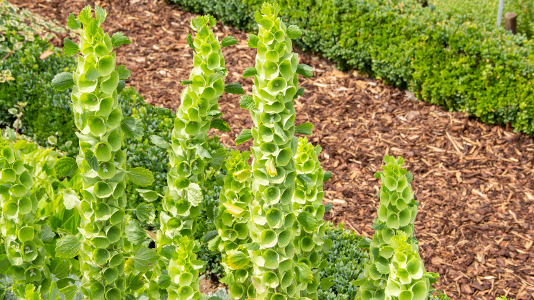 Bells of Ireland growing in a garden with boxwood hedges and mulch paths