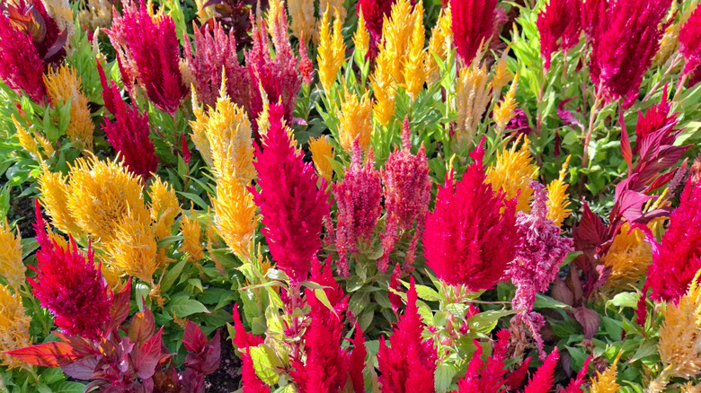 A garden bed filled with red, yellow, and pink celosia