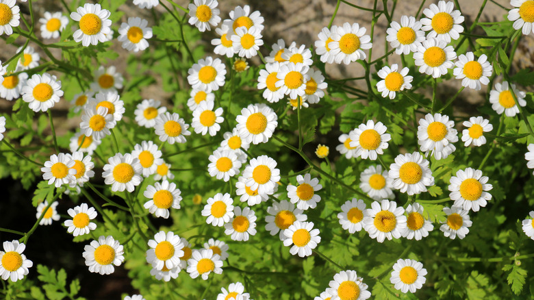 Feverfew flowers in the garden with white petals and yellow centers