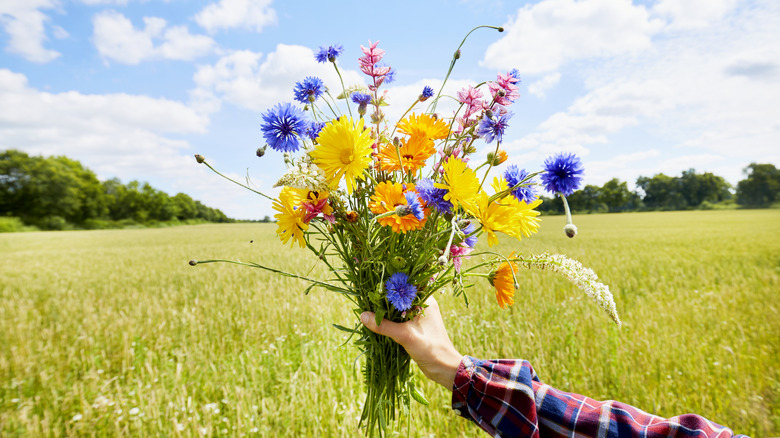 A hand holding a bouquet of freshly cut flowers in a field