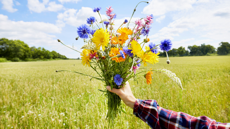 A hand holding a bouquet of freshly cut flowers in a field