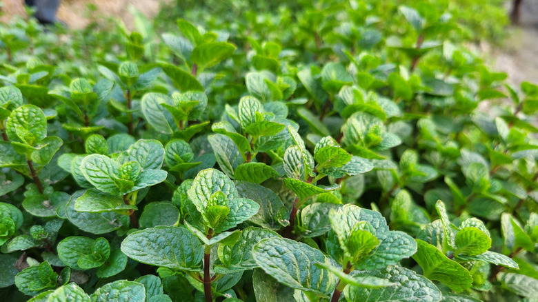 A close-up of mint plants in the garden