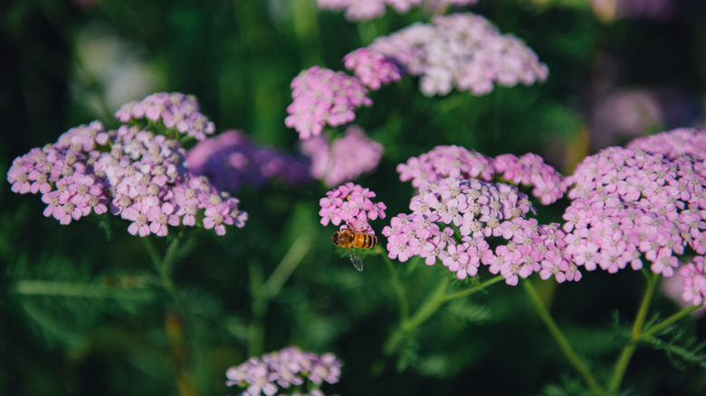 A close-up of a bee visiting pink yarrow flowers