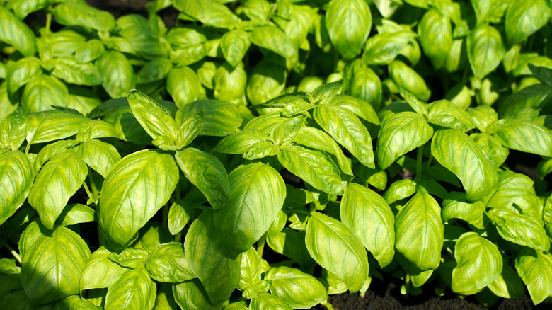 Basil plants on a sunny day.