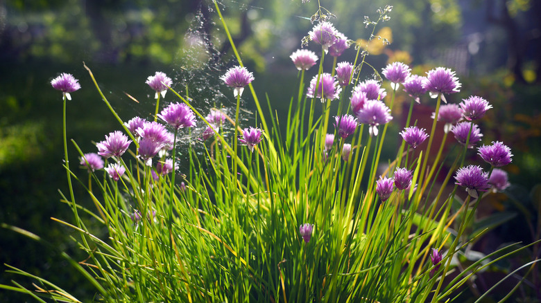 Chives flowering in a sunny garden.