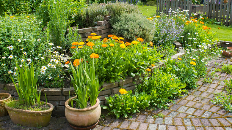 Sunny herb garden.