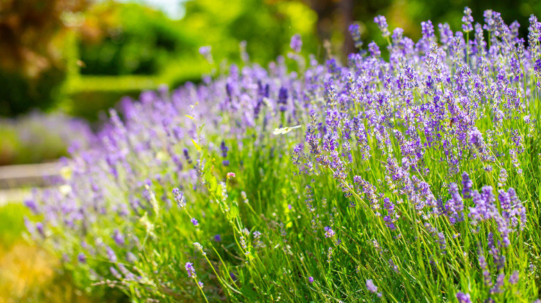 Lavender in sunny garden bed.
