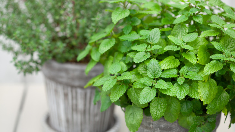 Lemon balm in a pot.