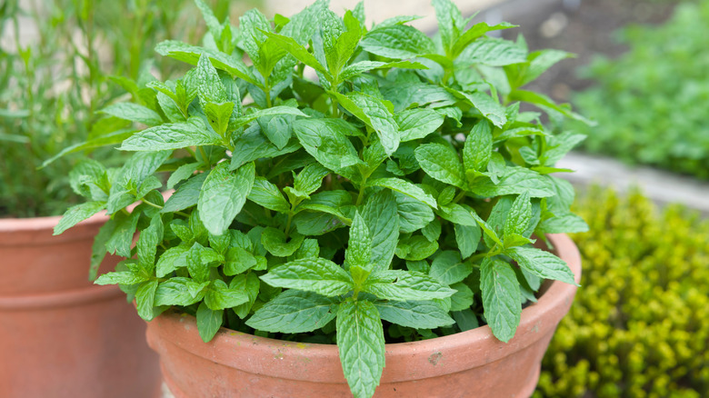 Mint in a terra cotta pot.
