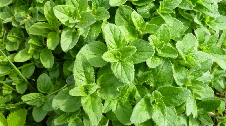 Oregano plant on sunny day.