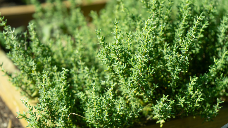 Thyme in sunny garden.