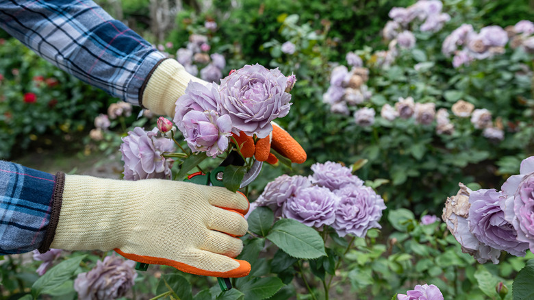 Gardener wearing gloves and deadheading flowers