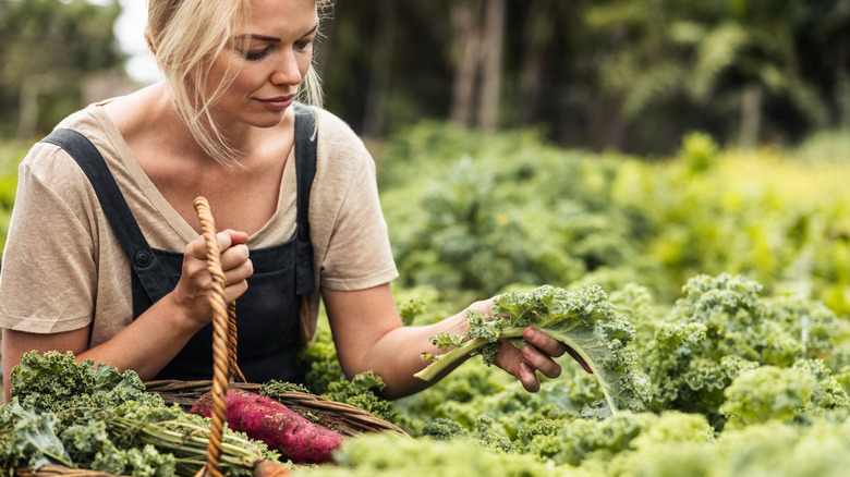 Woman harvesting fresh kale from her garden