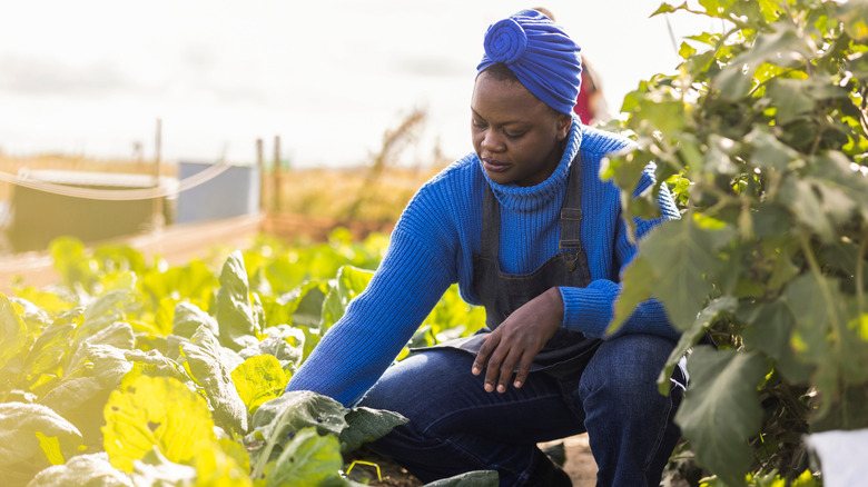 Woman inspecting the leaves of the crops in her garden