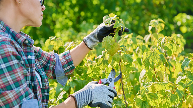 Woman with gardening shears pruning a bush in her yard