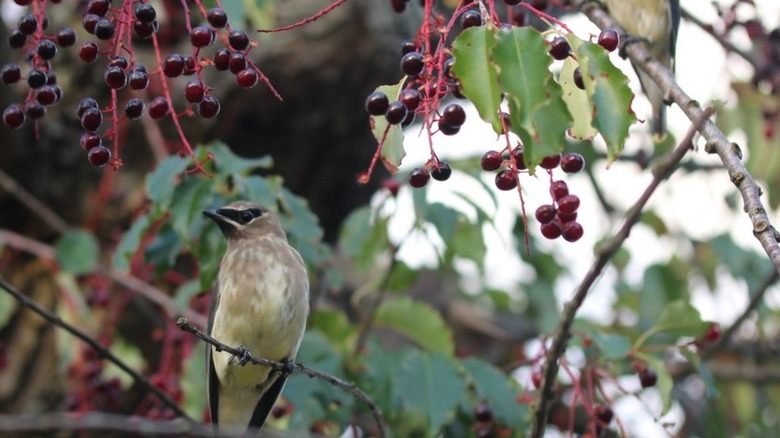 Bird sitting on the branch of a black cherry tree