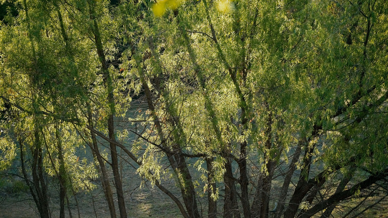 Black willow trees growing in field