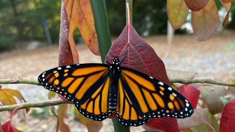 Butterfly on the leaf of a common sassafras tree