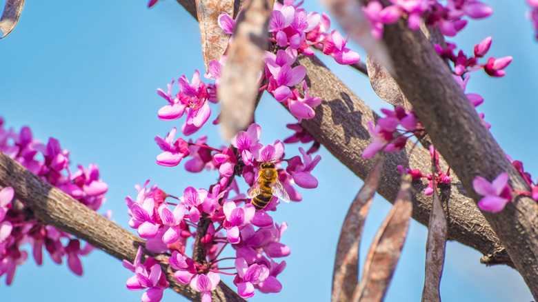 Bee collecting nectar from the flowers of a eastern redbud tree