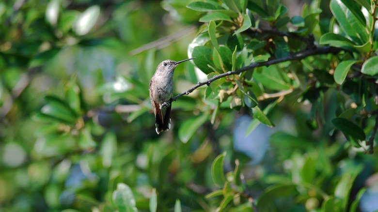 Hummingbird sitting on a live oak tree branch