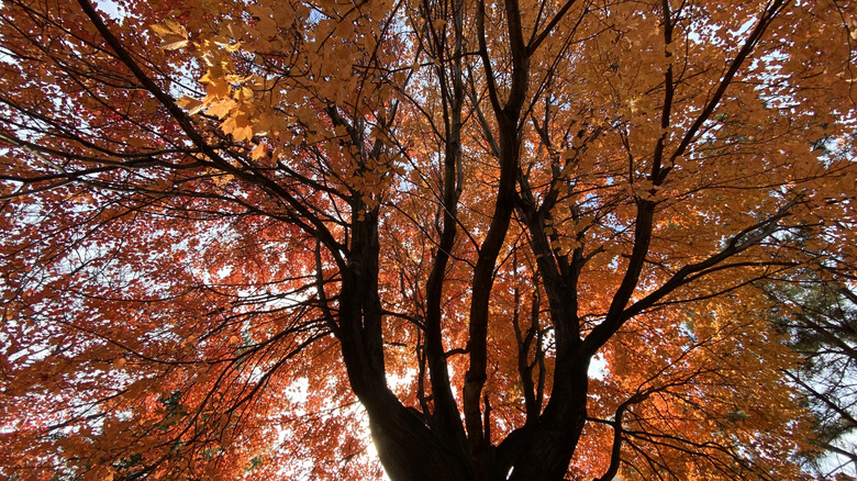 A mature red maple tree with spread out branches