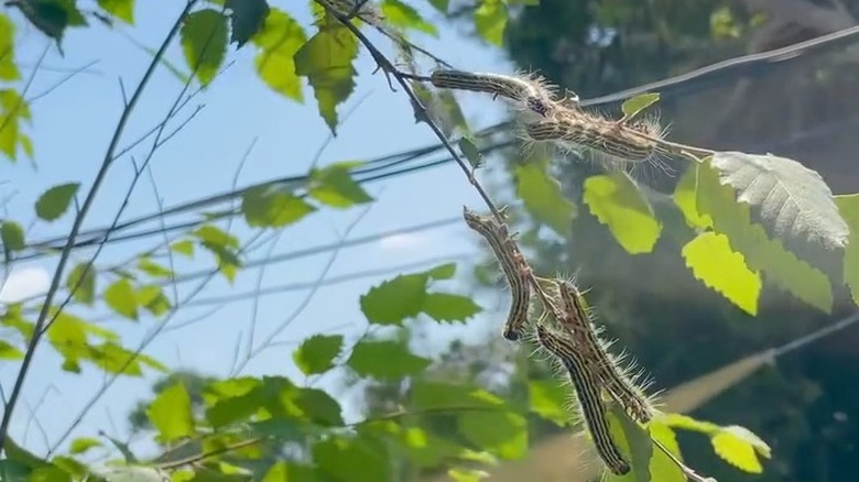 Caterpillar moths on leaves of river birch trees