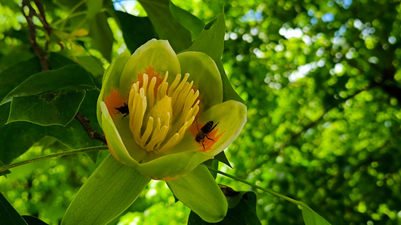 Bees looking for nectar in tulip poplar