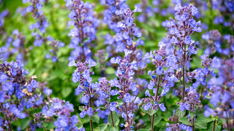 Closeup of catnip blooms