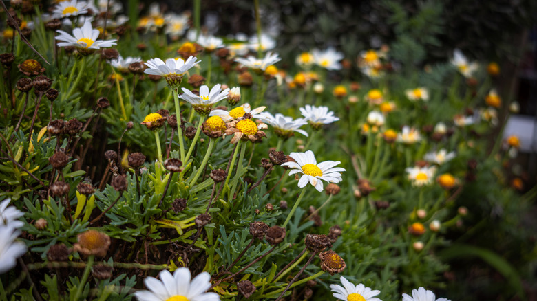 Closeup of chamomile blooms