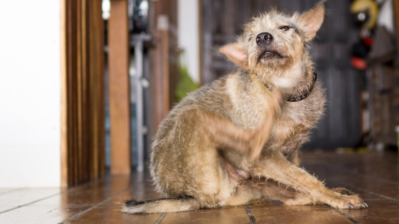 Closeup of a cute dog scratching fleas