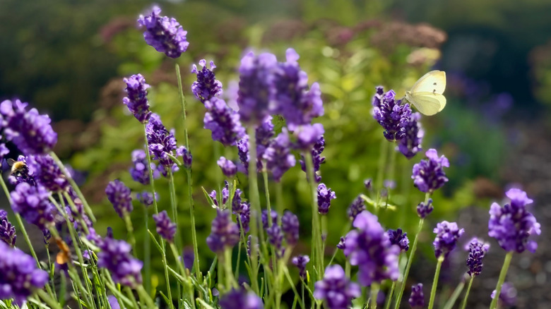 Closeup of lavender blooms with a butterfly