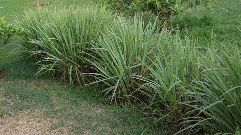 Closeup of lemongrass plants