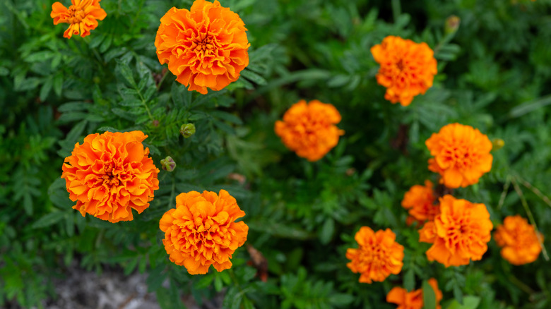 Closeup of orange marigold blooms
