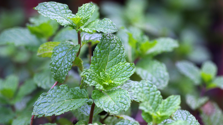Closeup of mint leaves