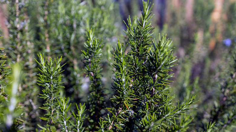 Closeup of a rosemary bush