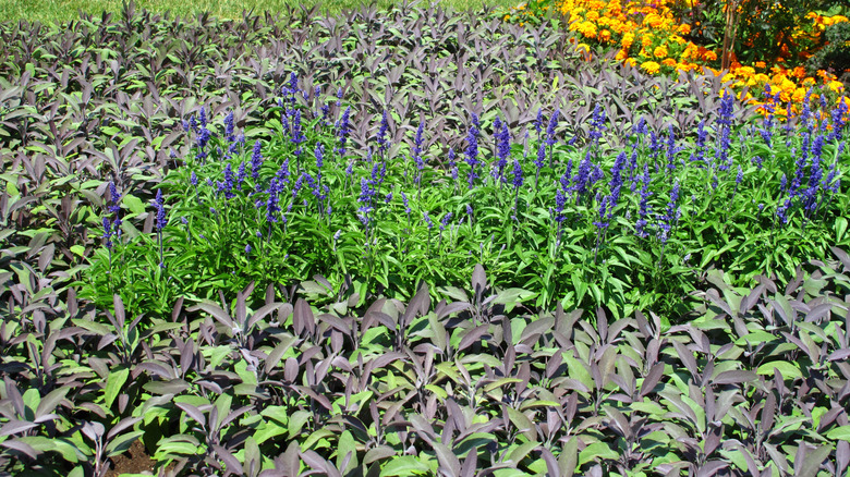 Sage plants growing outdoors