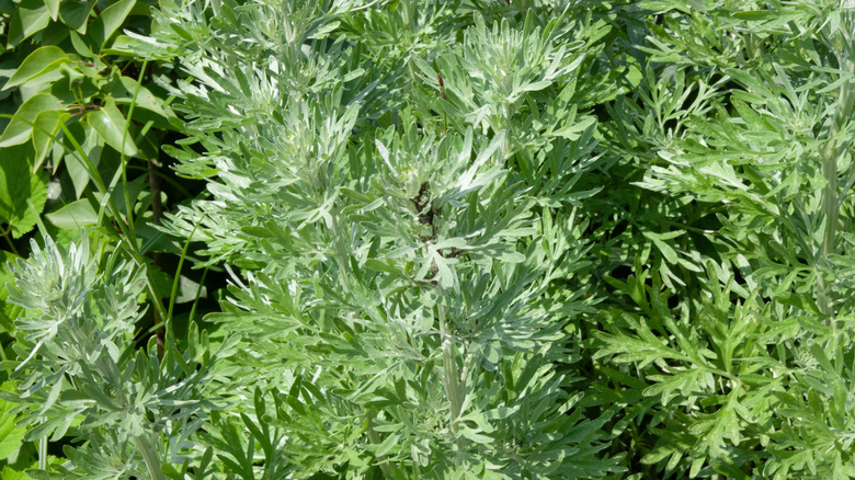 Closeup of wormwood leaves