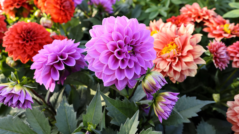 Colorful dahlias in a garden