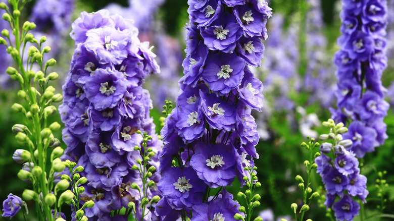 Violet delphiniums in garden