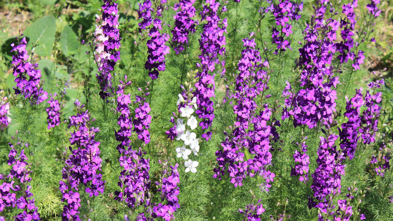 Purple and white larkspur flowers.