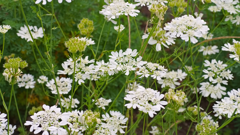 White orlaya flowers in a field.