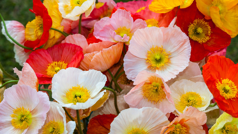 Colorful poppies in garden