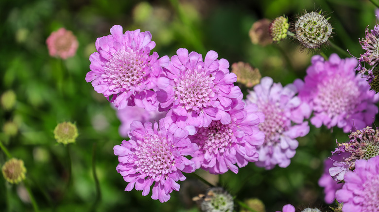 Pink scabiosa flowers.