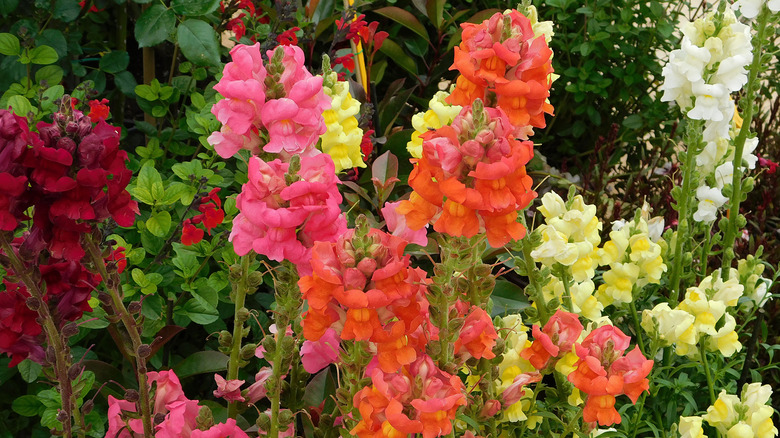 Colorful snapdragons in garden.