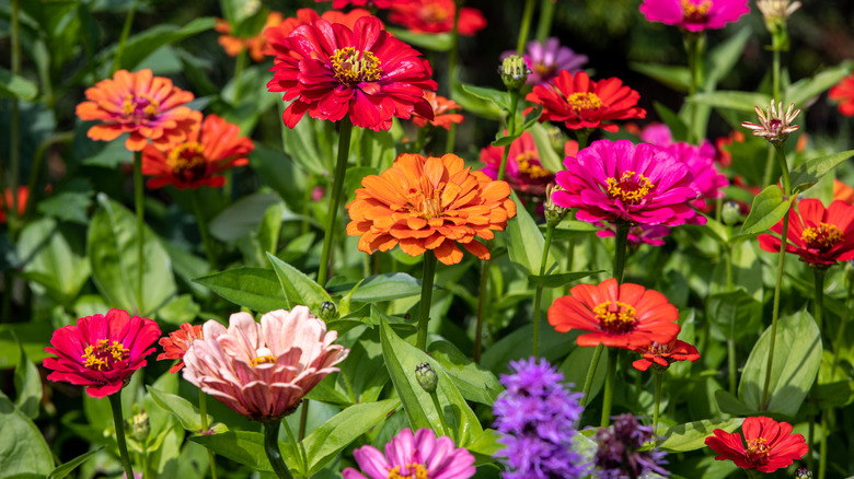 Colorful zinnias in garden.