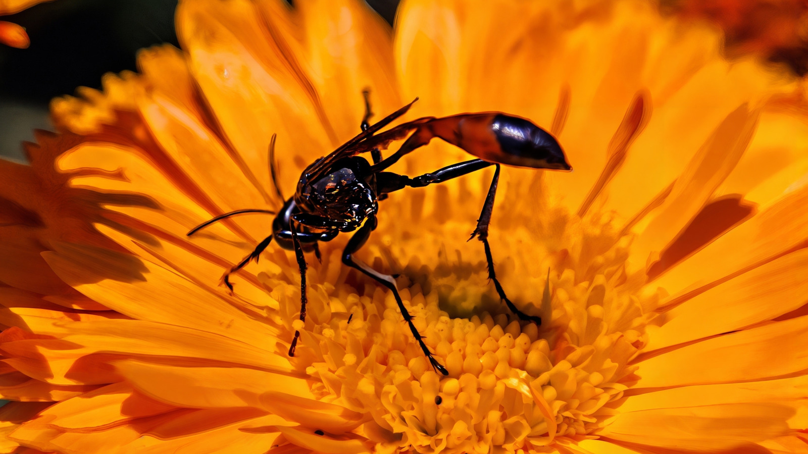 9 Flowers To Grow From Seed That Attract Beneficial Insects To The Garden
