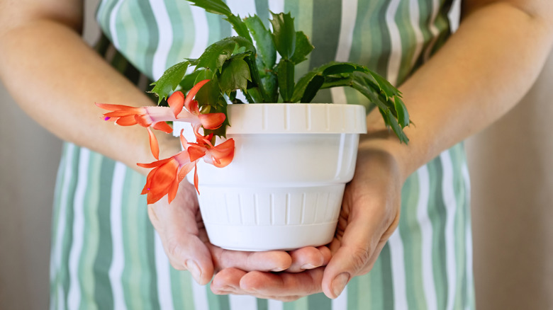 Woman gardener holding in hands blooming red Schlumbergera truncata